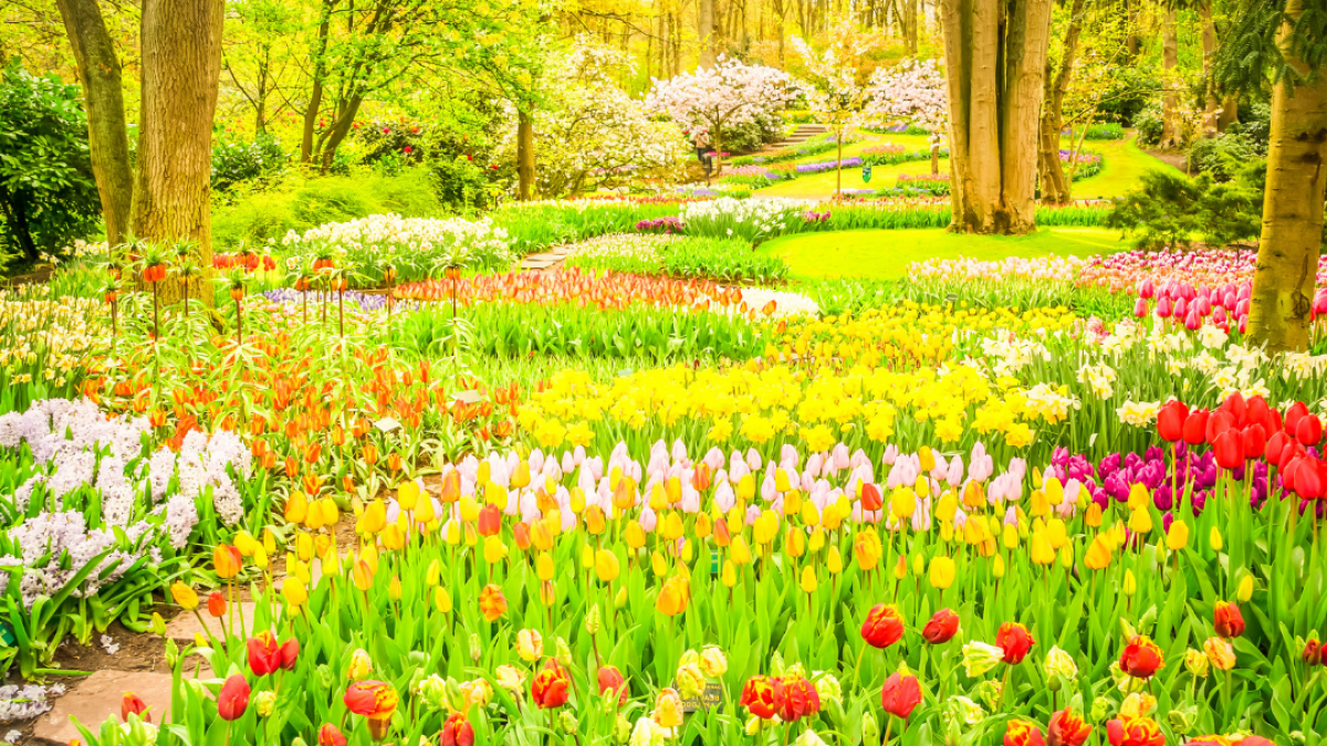 SpringFlowers